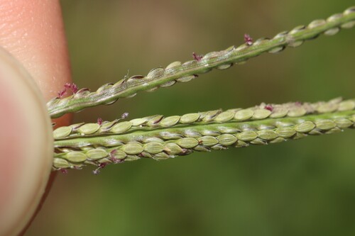 Digitaria violascens observed 2026-09-28