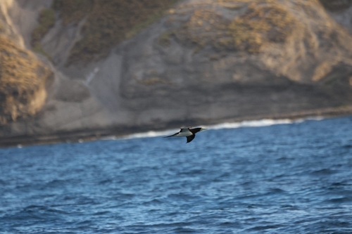 Sula leucogaster observed 2026-10-23