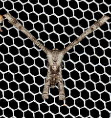 Phazaca interrupta
