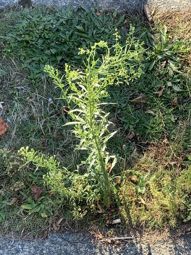 horseweed photograph by the iNaturalist community