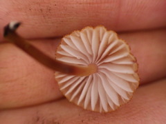 Mycena parsonsii