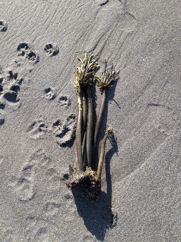 Postelsia palmaeformis observed 2026-10-23