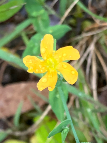 Hypericum gramineum observed 2026-10-24