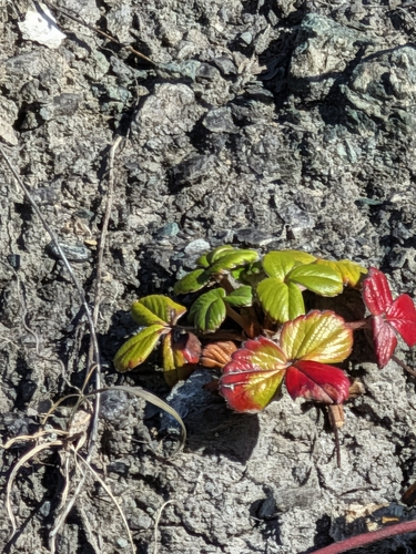 Fragaria chiloensis observed 2026-10-23