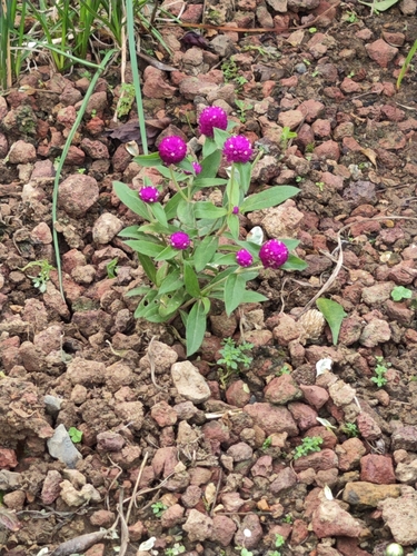Gomphrena globosa observed 2026-10-24