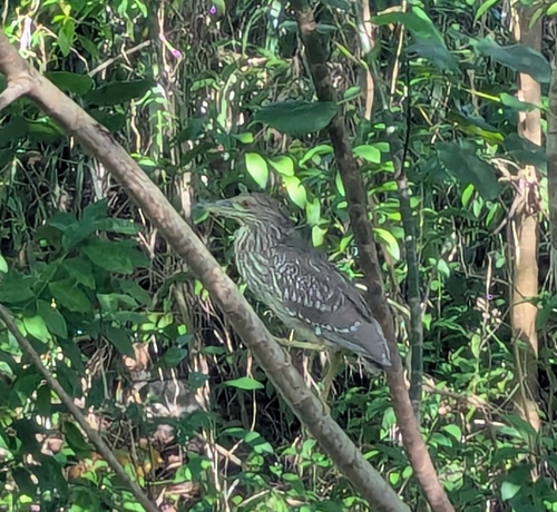 Nycticorax nycticorax, 2026-10-23