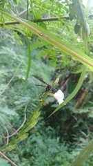 Phimenes flavopictus blanchardi
