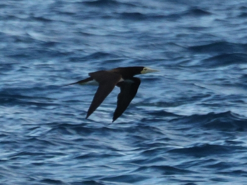 Sula, 2026-10-23