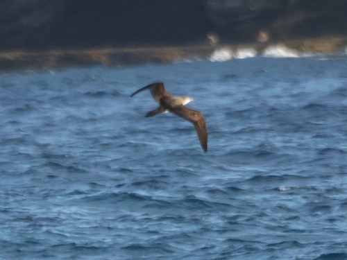 Puffinus pacificus observed 2026-10-23