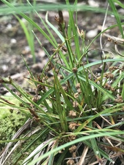 Carex tonsa
