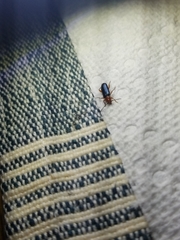 Phymatodes