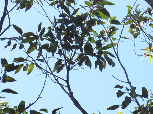 Falcunculus frontatus observed 2026-10-24