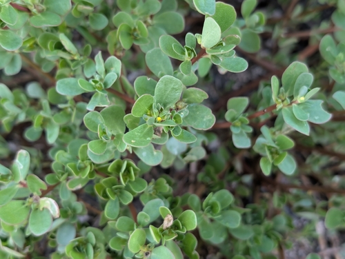 Portulaca oleracea observed 2026-10-23