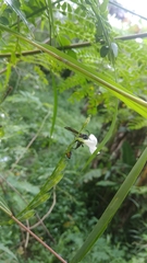 Phimenes flavopictus blanchardi