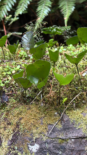 Hymenophyllum nephrophyllum observed 2026-10-24