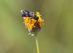 Stizoides renicinctus