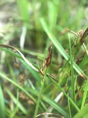 Carex tonsa