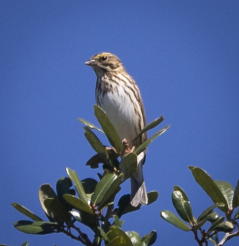 Savannah Sparrow photograph by the iNaturalist community
