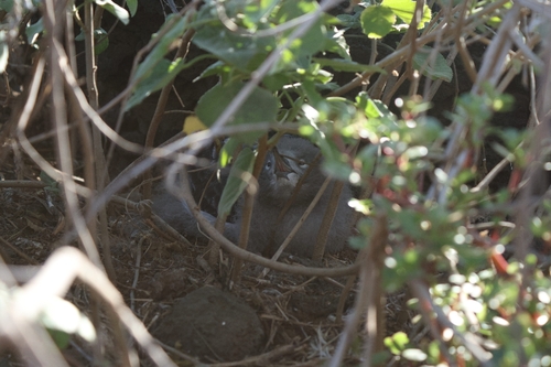 Puffinus pacificus observed 2026-10-23