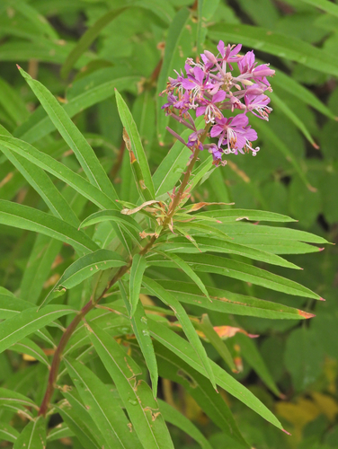 fireweed photograph by the iNaturalist community