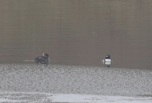 Hooded Merganser photograph by the iNaturalist community