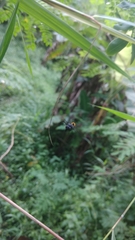 Phimenes flavopictus blanchardi