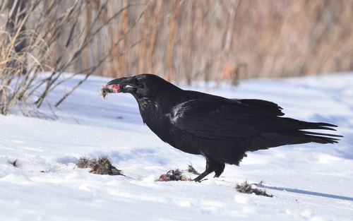 Common Raven photograph by the iNaturalist community
