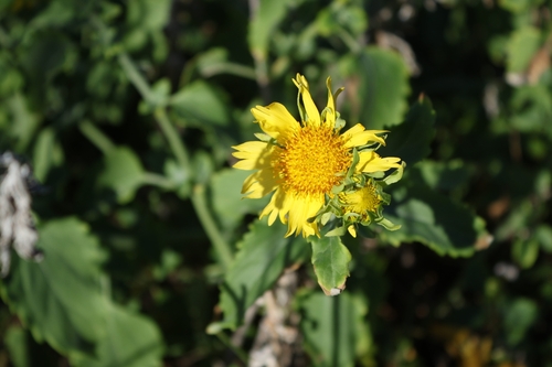 Verbesina encelioides observed 2026-10-23