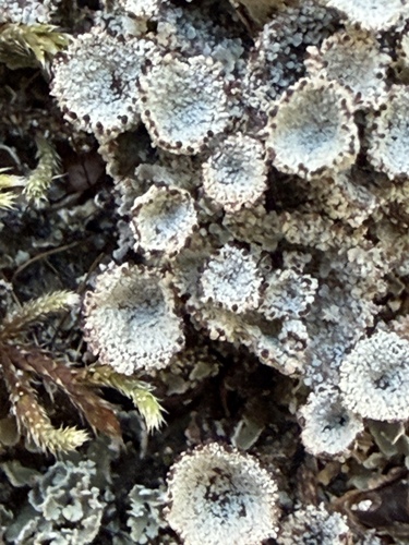 Cladonia pyxidata observed 2026-10-18