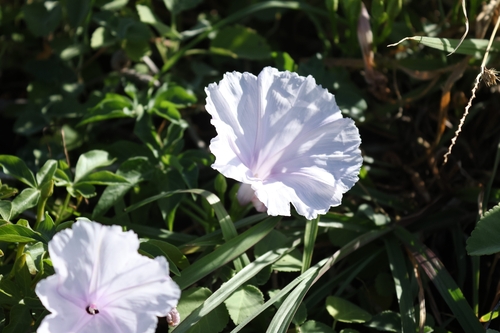 Ipomoea cairica observed 2026-10-23
