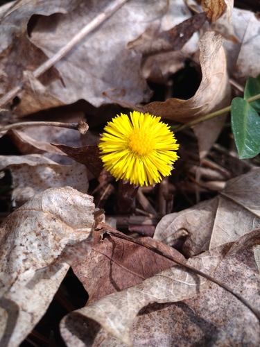 colt's-foot photograph by the iNaturalist community
