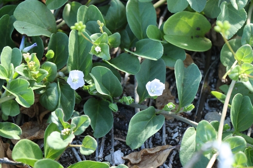 Jacquemontia sandwicensis observed 2026-10-23