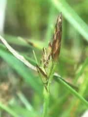 Carex tonsa