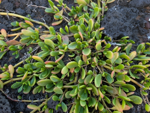 Sesuvium portulacastrum observed 2026-10-23