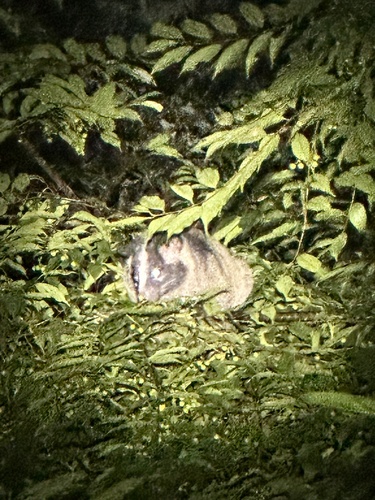 Paguma larvata observed 2026-10-21