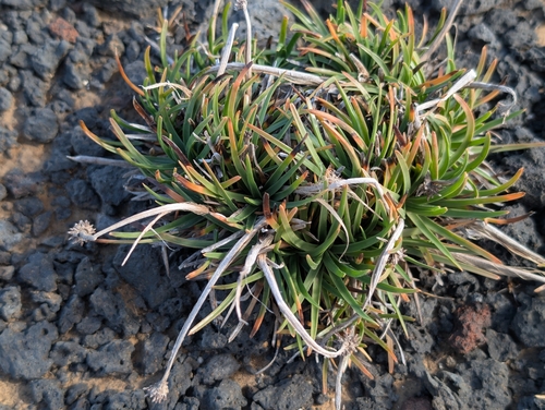 Fimbristylis cymosa observed 2026-10-23