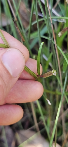 Lobelia anceps observed 2026-10-24