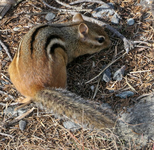 Eastern Chipmunk photograph by the iNaturalist community