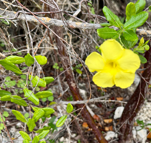 Pentalinon luteum observed 2026-10-11