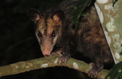Big-eared Opossum