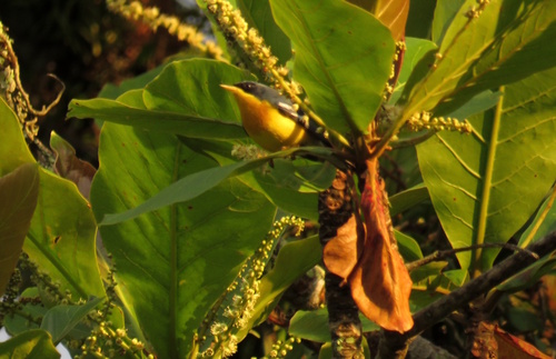 Tropical Parula