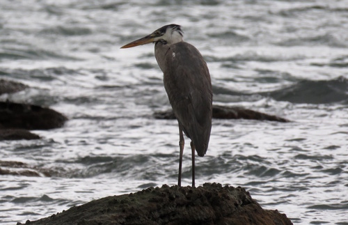 Cocoi Heron