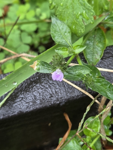Rostellularia procumbens observed 2026-10-24