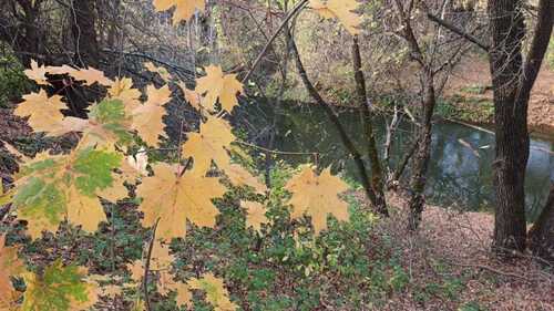 Norway maple photograph by the iNaturalist community