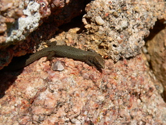 Algyroides fitzingeri