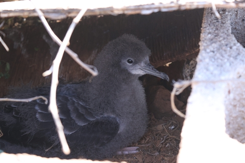 Puffinus pacificus observed 2026-10-23