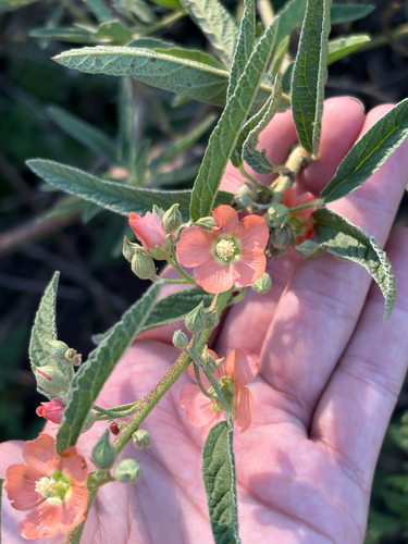 narrowleaf globemallow
