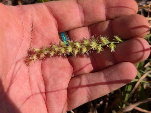 Cenchrus echinatus observed 2026-10-23