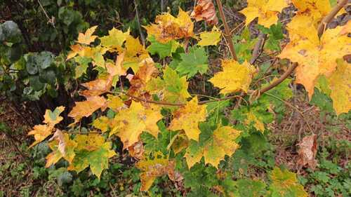 Norway maple photograph by the iNaturalist community