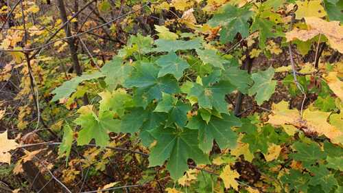 Norway maple photograph by the iNaturalist community